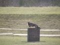 DSC_5230b.jpg
